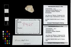 Foto (Objekt + Etikett) von Mundopsidae indet.  (NHMW-GEO-2014-0194-0925)